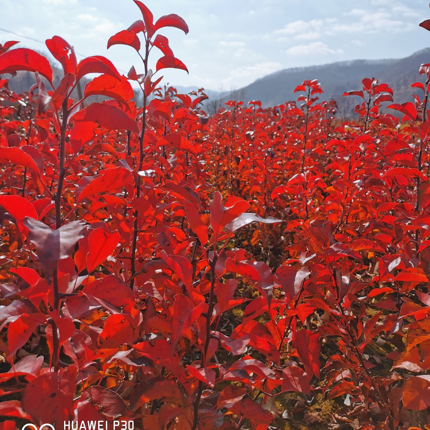 彩叶豆梨秋火焰在辽宁东部山区表现及其耐寒，变色效果特别好